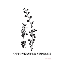 Cadence BN 153 25X36